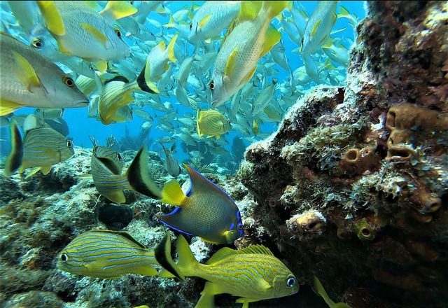 Tropical reef fish cruise along an Islamorada coral formation. Image: Mike Papish
