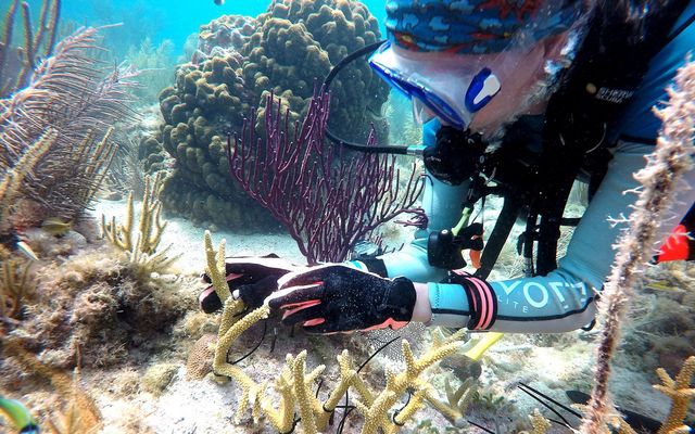 A diver with I.CARE helps replenish coral reefs with branching staghorn corals.