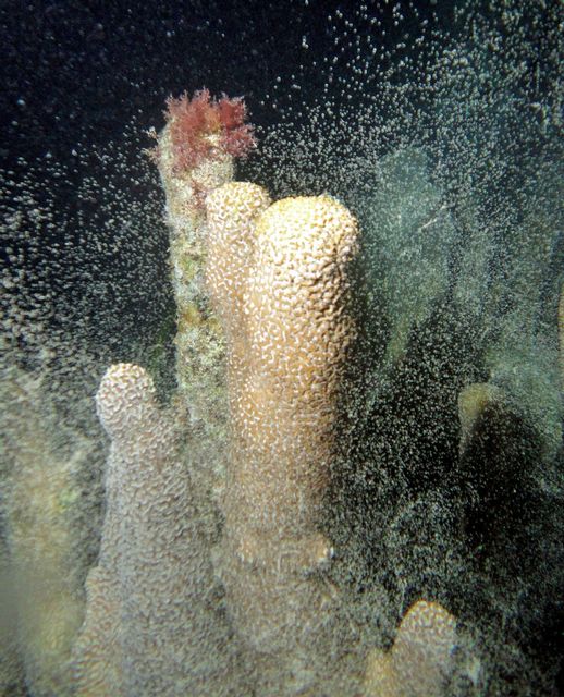 Pillar corals release their planula. 