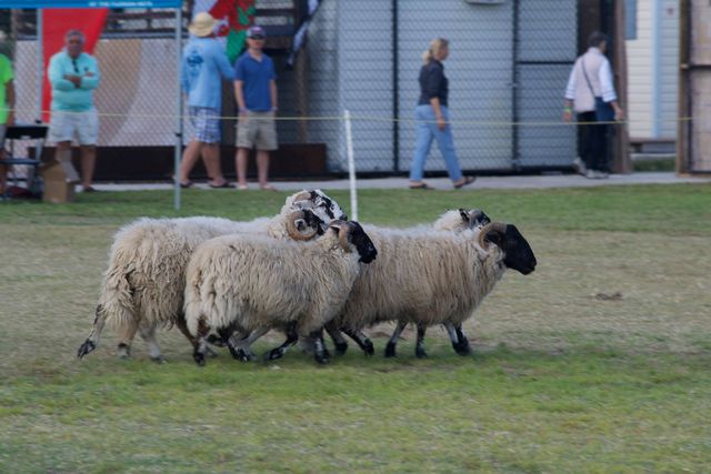 Highlights include a Highland Athletics competition, sheep herding demonstrations and live music performances. 