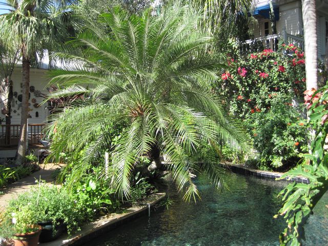 A date palm is the highlight feature in this garden. 
