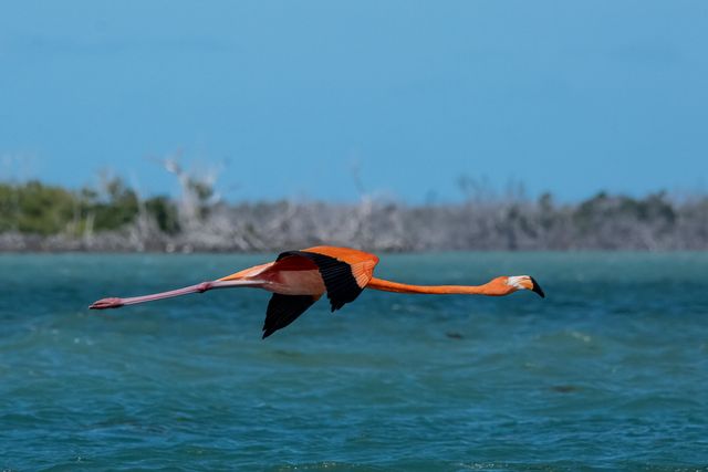 A recent excursion to West Summerland Key yielded rare sightings of a wild 4-foot-tall American flamingo.