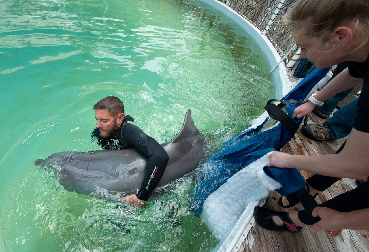 Bottlenose Dolphin - Channel Islands National Park (U.S. National