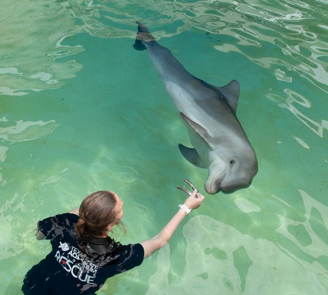 At just two years old, Ranger was deemed too young to forage and survive in the wild, and the National Marine Fisheries Service selected DRC as a permanent home.