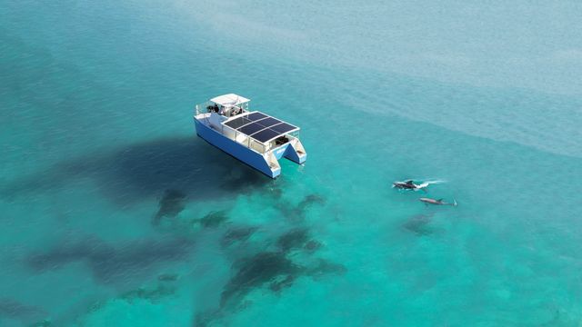 Spotting wild dolphins during a solar-powered tour with Honest Eco aboard the SQUID.