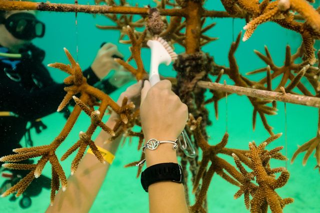 Tending coral nursery trees. Image: Coral Restoration Foundation 