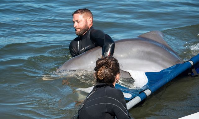 To safely maneuver Ranger from quarantine, DRC staff employed a specially designed marine mammal stretcher and carefully placed him into the natural Florida Bay water of the facility’s main lagoon. 