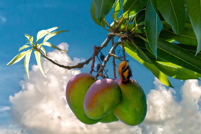 Mango trees are abundant in the Keys and the fruit, generally available from late May through October.