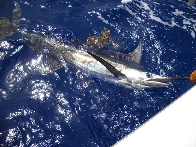 ll billfish must be released except potentially record-setting blue marlin that exceed 600 pounds.