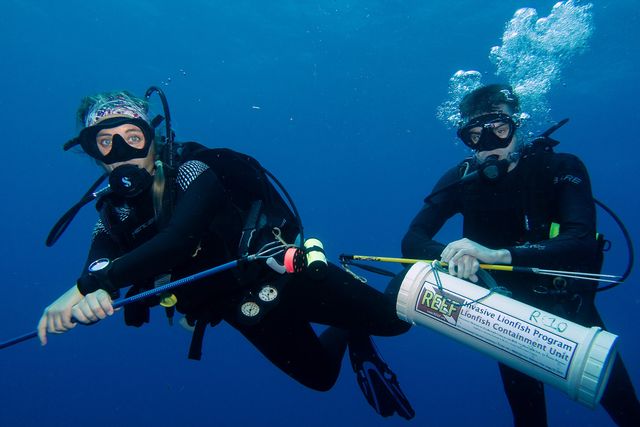 Derby teams in two divisions are to hit the water to capture and remove as many non-native lionfish as possible. A lionfish containment device is an integral tool.