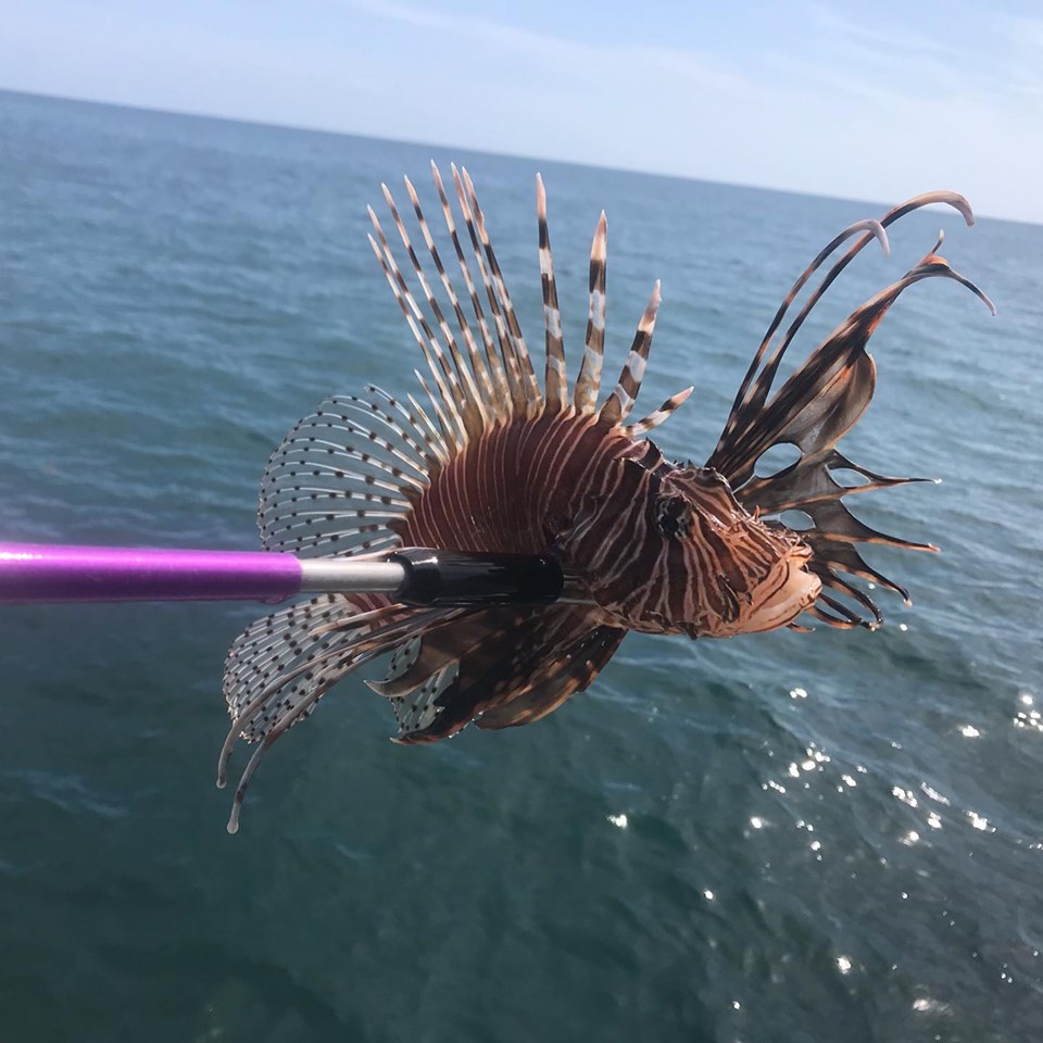 Divers can capture lionfish, using pole spears or nets, from sunrise to sundown Friday and Saturday.