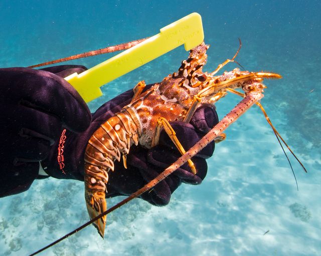One of the most important tips is to measure lobster in the water correctly. The carapace must measure at least three inches in length. 
