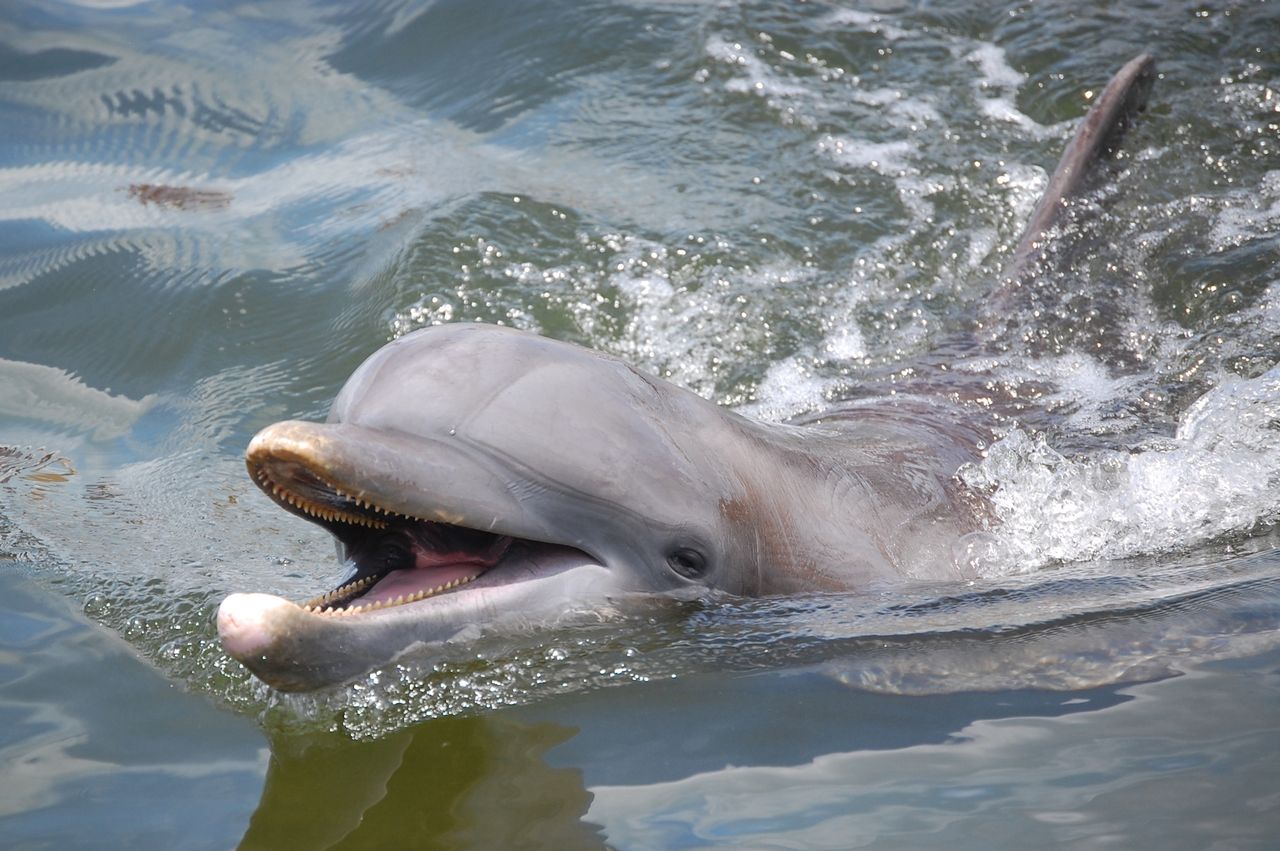 Dolphin smiles await visitors at Dolphin Research Center on Grassy Key. 
