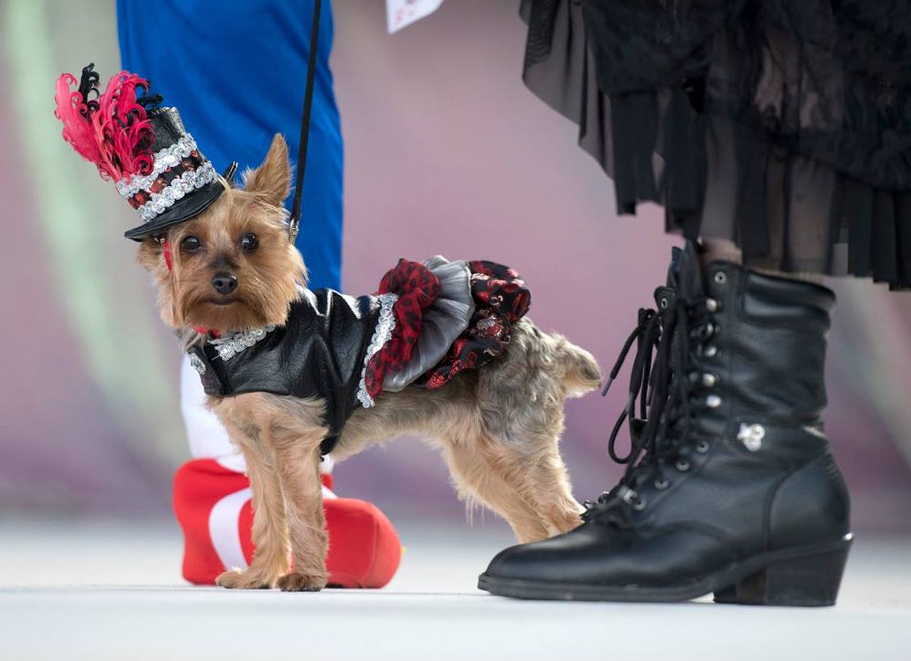 Gigi, a Yorkshire terrier, competes in her finest garb during an annual Pet Masquerade. Image: Rob O'Neal