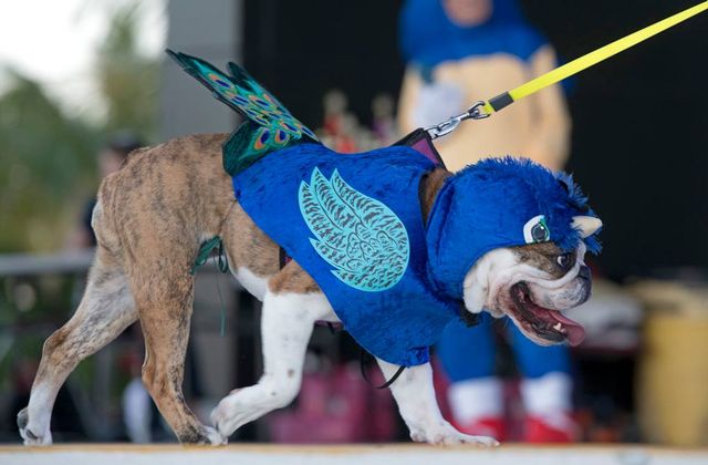 A bulldog costumed as a peacock walks across the stage during the 2018 Fantasy Fest Pet Masquerade.  Image: Rob O'Neal