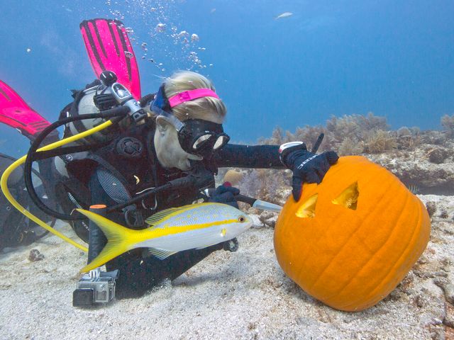A yellowtail snapper waits for scraps as a diver sculpts her pumpkin in the wacky annual contest staged by Amoray Dive Resort. 