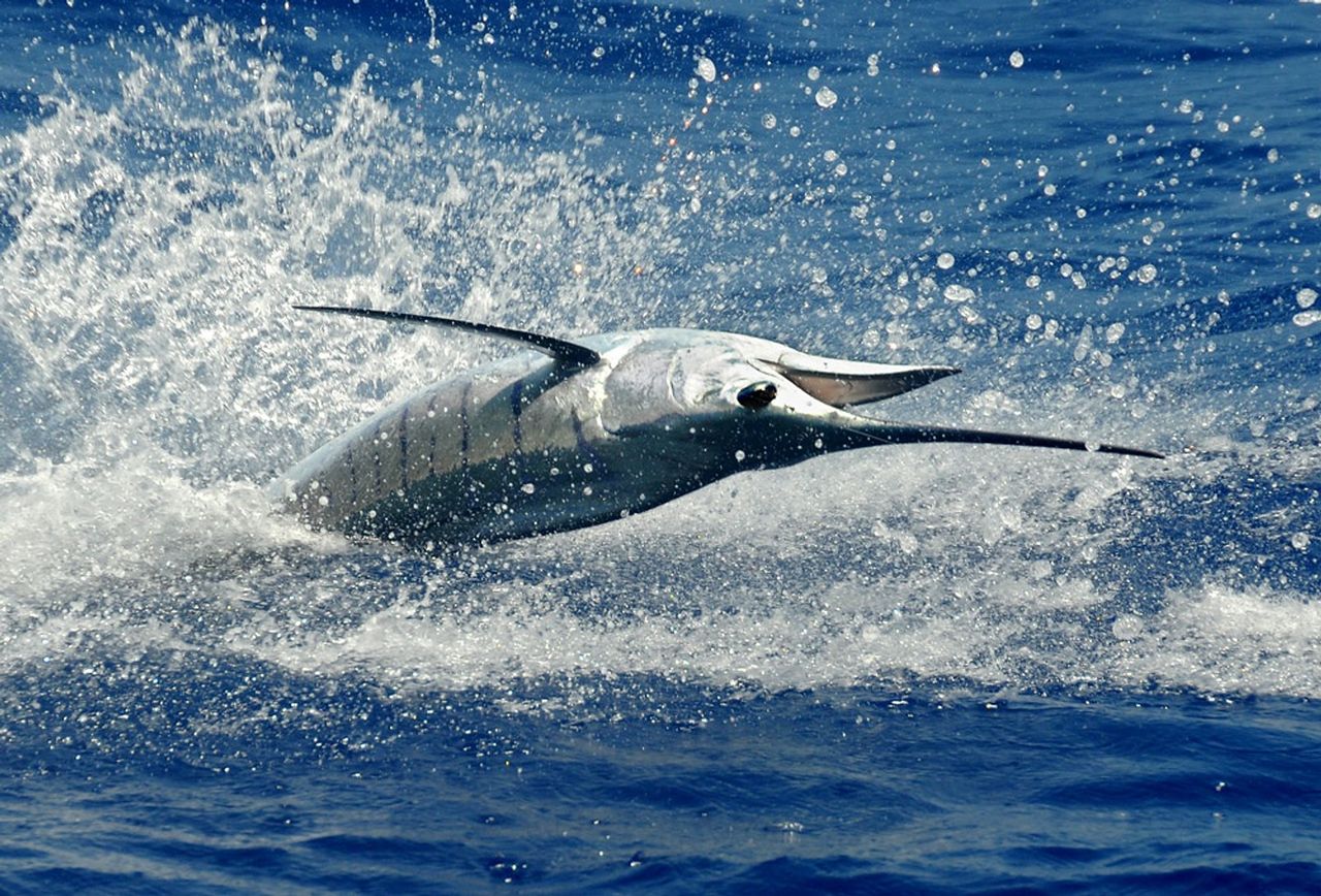 A sailfish leaps while hooked up to an angler's line off Islamorada in the Florida Keys. Photo: Andy Newman