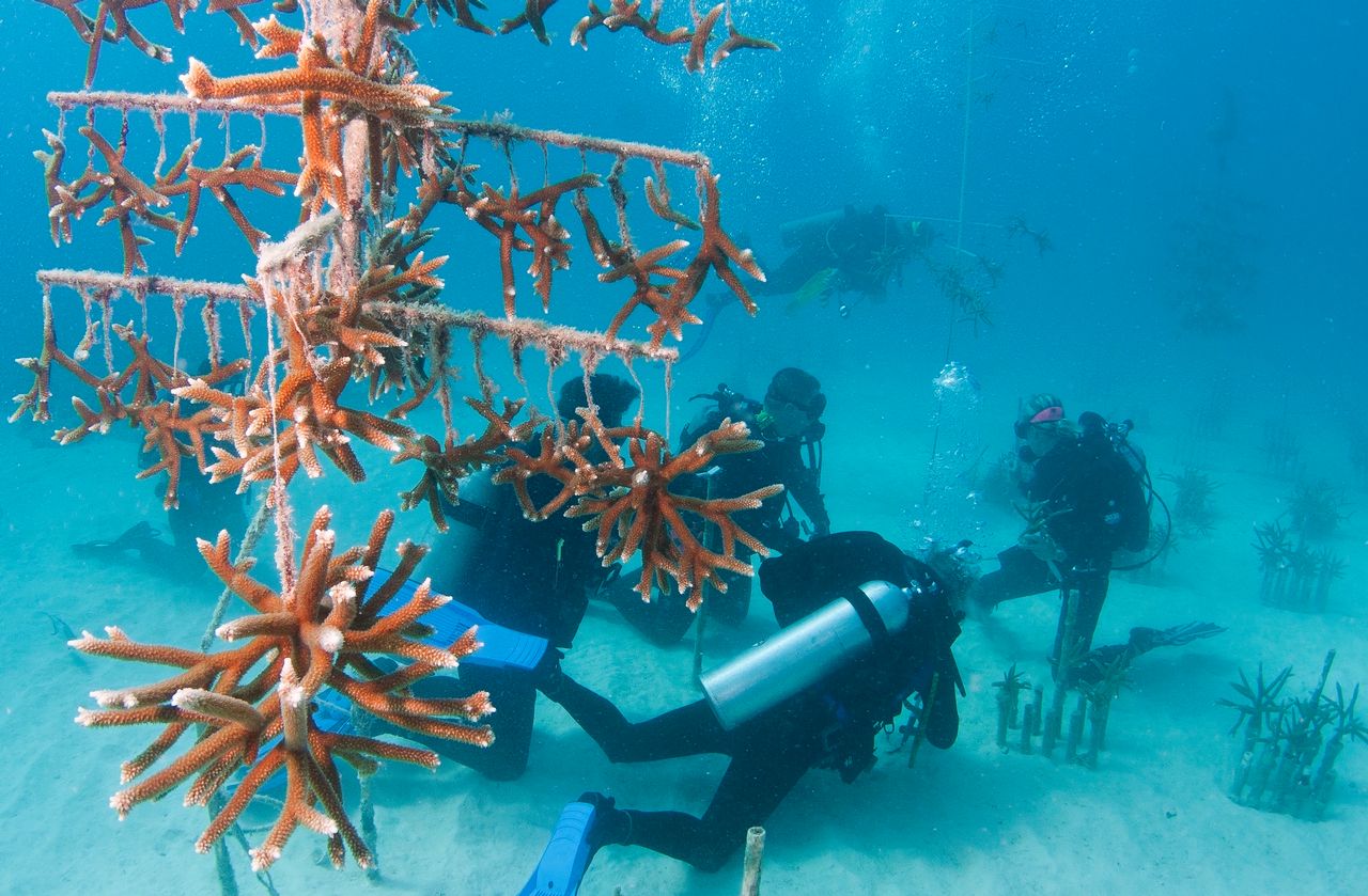 Divers on a Coral Restoration Foundation outplanting and monitoring dive to a coral tree nursery site. Photo: Tim Grollimund