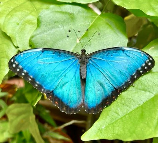 The vivid blue morpho is the attraction's signature butterfly. Photo: Key West Butterfly Conservatory