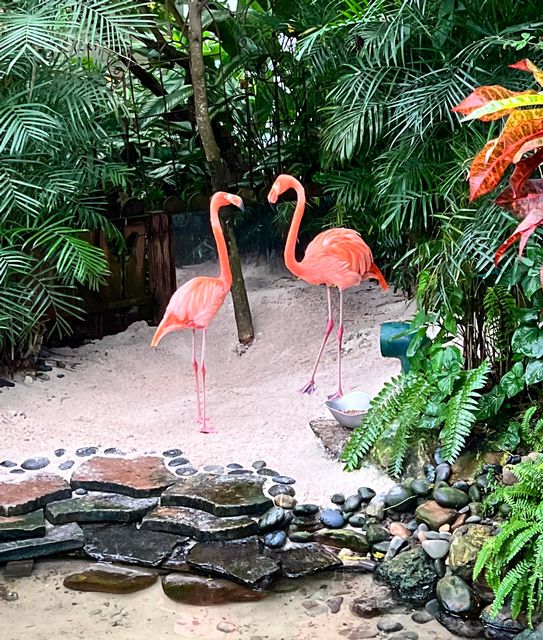 Pink flamingos Rhett and Scarlett are favorites at the renowned attraction, and star in special small-group 