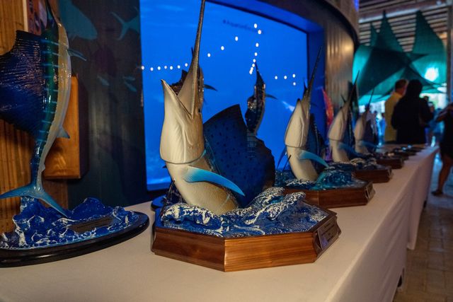 Awards await the three boat teams that score the most points for released sailfish, the team that tags the most fish as well as top male, female and junior anglers. 