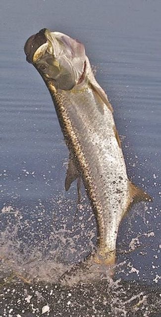 A tarpon leaps out of the water in the Florida Keys. Photo: Pat Ford