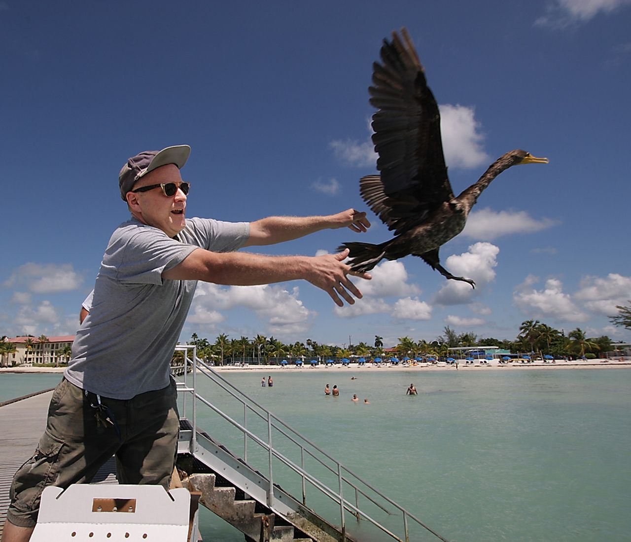 Tom Sweets releases a rehabilitated cormorant from the Edward B. Knight (White Street) Pier in Key West. Photo by Mike Hertz; courtesy of the Keys Citizen.