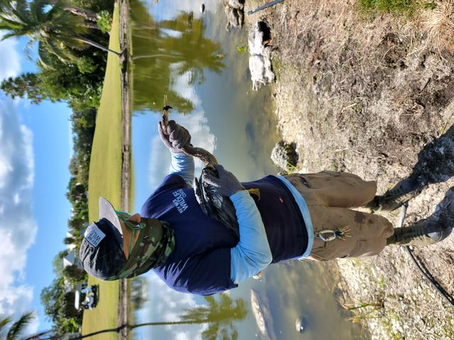 Tom Sweets rescuing an anhinga suffering from a beak entanglement at the Key West Golf Club.  