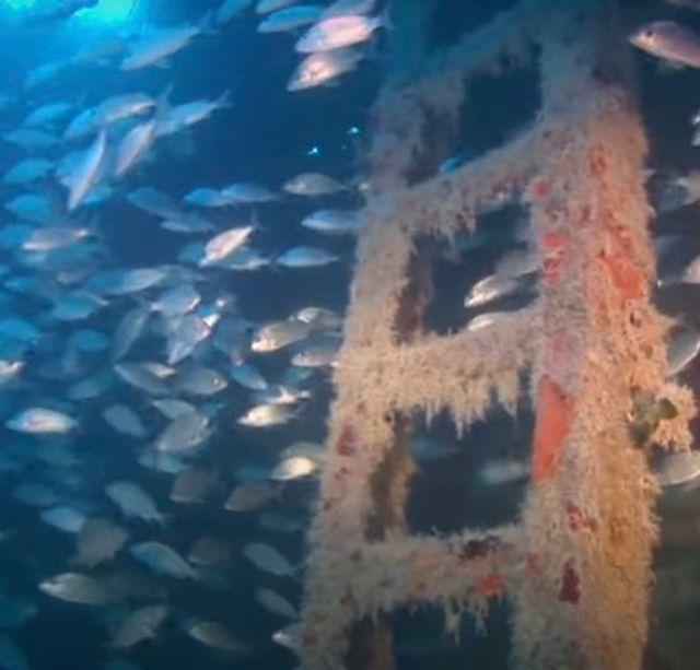 Large schools of fish as well as huge goliath grouper and other sea creatures are seen by divers exploring the wreck of the Adolphus Busch. 