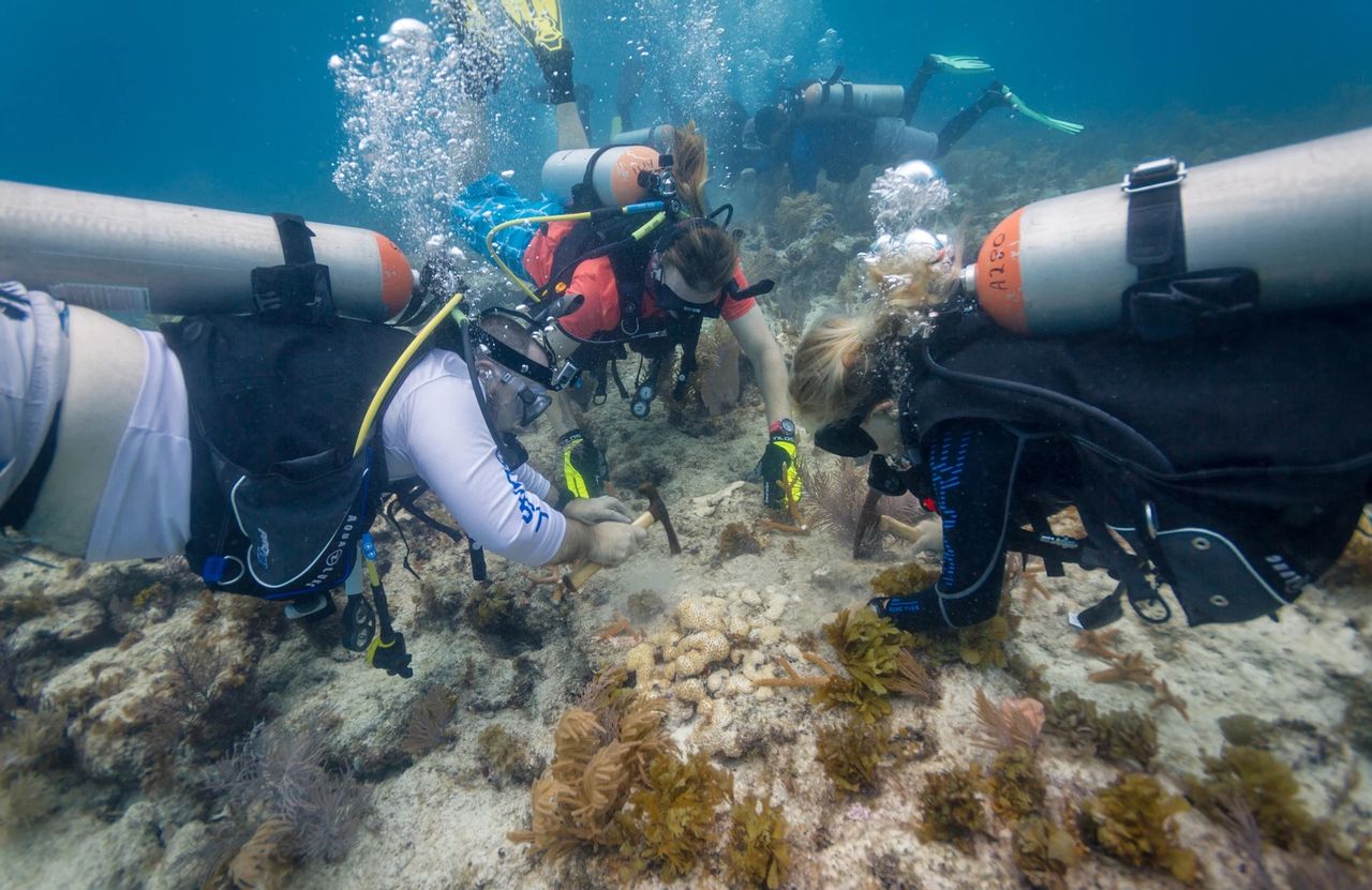 Divers work with Coral Restoration Foundation to outplant coral on Florida Keys reefs. 