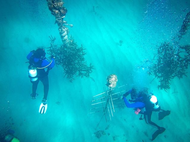 Divers work to maintain an underwater coral nursery. 