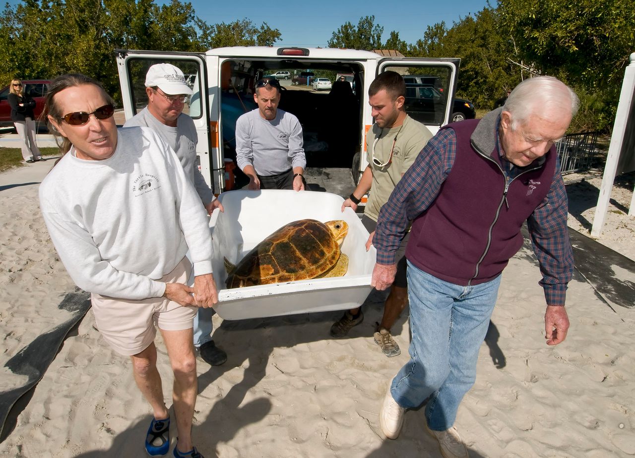 Former President Jimmy Carter, right, helps Richie Moretti, founder of The Turtle Hospital, carry Danger, a loggerhead sea turtle rehabilitated at the facility in 2010. Photo: Andy Newman