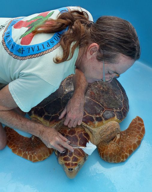 Moretti cleanses a wound on a female loggerhead sea turtle treated for injuries at The Turtle Hospital. Photo: Jo Ellen Basile
