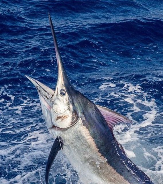 All billfish must be released except potentially record-setting blue marlin that exceed 600 pounds.