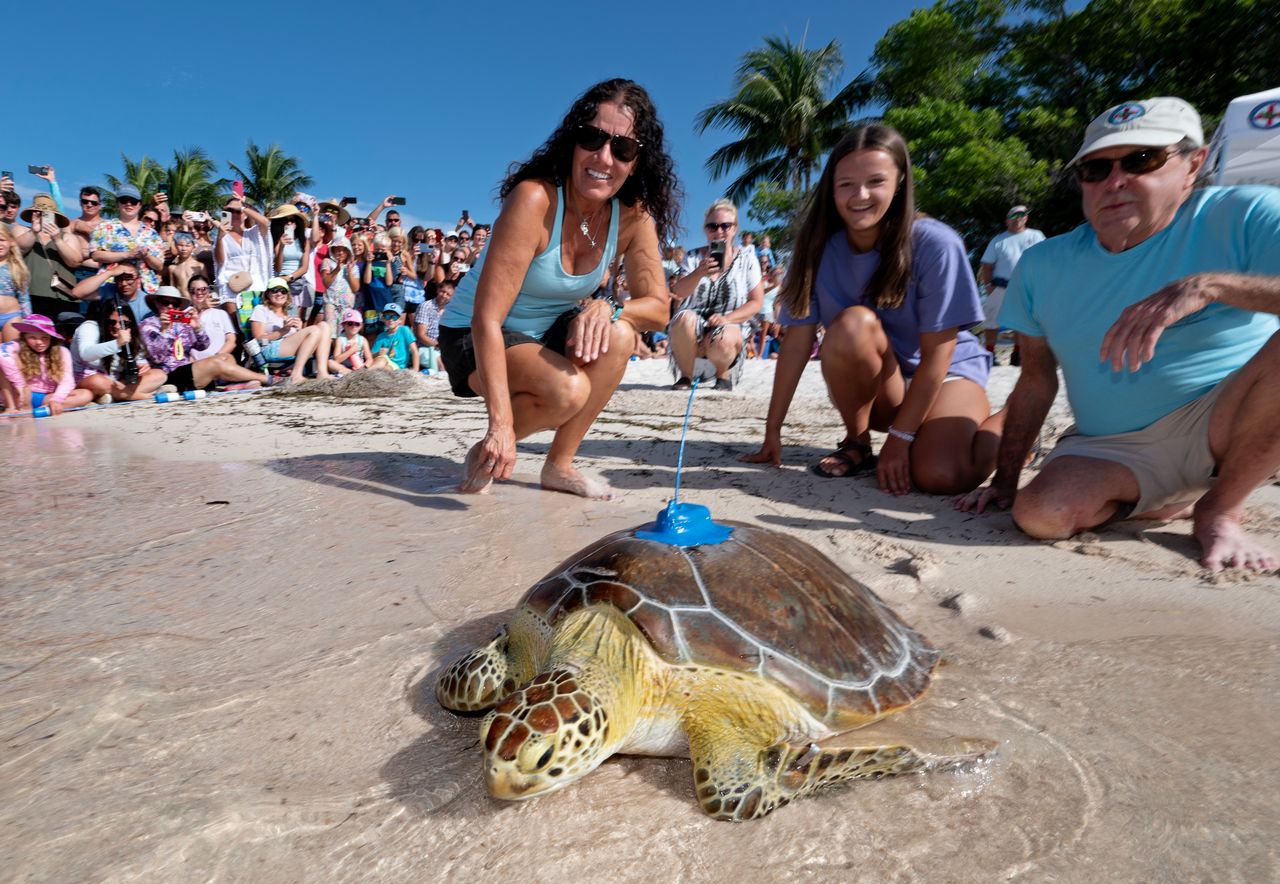 Bette Zirkelbach, left, and Richie Moretti, right, watch as Marcia, a juvenile green sea turtle, is released off the Florida Keys Friday at Sombrero Beach in Marathon. Photo: Andy Newman