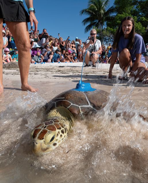 Marcia was fitted with a satellite-tracking transmitter and released to participate in the Tour de Turtles, an online educational tracking program coordinated by the Sea Turtle Conservancy. Photo: Andy Newman