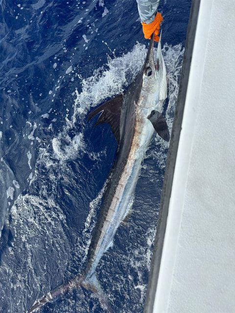 A sailfish is brought to the boat by the Outer Limits team before its release on the second fishing day of the three-day Key West Marlin Tournament. Photo: Outer Limits