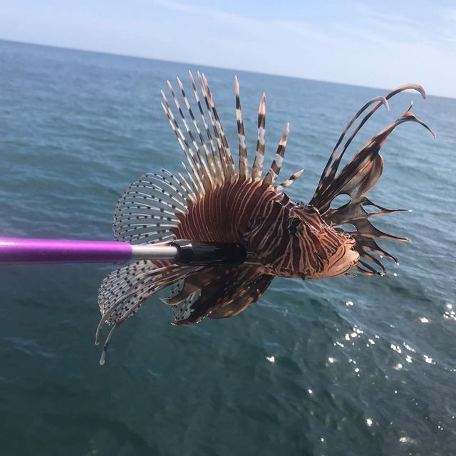 Lionfish may be caught by netting or spearing while scuba diving, snorkeling or free diving and following all federal and state fishing regulations. 