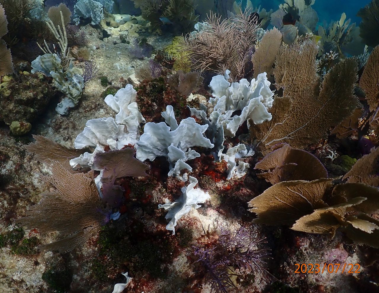 A recent photo of Grecian Rocks reef in Key Largo with some coral impacted by bleaching surrounded by unaffected corals. Photo: Ken Nedimyer/Reef Renewal USA