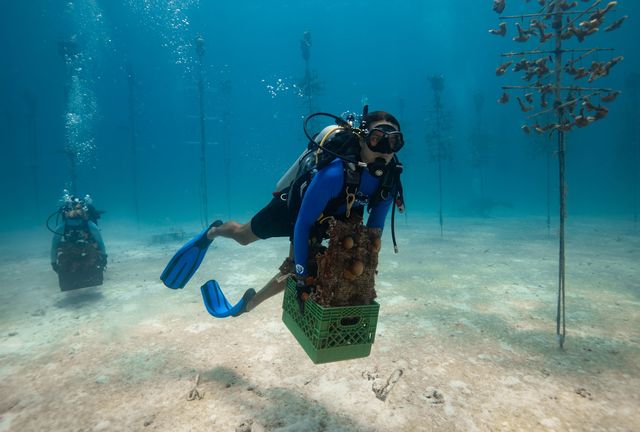 Corals are being moved from ocean-based coral tree nurseries to land-based nurseries until ocean temperatures cool. ©CRF™