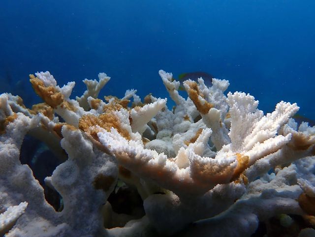 Bleached elkhorn coral at Sombrero Reef in the Florida Keys. ©CRF™