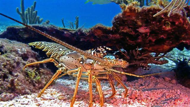 Spiny lobster do not appear to have been affected by elevated water temperatures. 