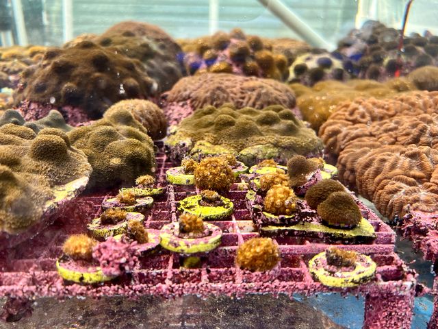 Visit land-based coral nurseries, like this one at Plant a Million Corals, to find out about the latest advances in growing coral for future planting on Keys reefs. Photo: JoNell Modys