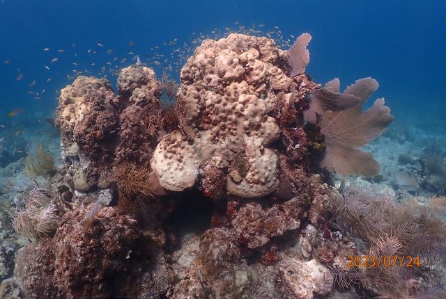 Partially bleached mountainous star coral head. Photo: Ken Nedimyer/Reef Renewal USA