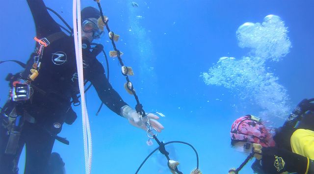 Moving nursery-raised coral to a deeper location is a preventative measure since official expect warm ocean temperatures to continue through Sept. Photo: Mike Zimmer