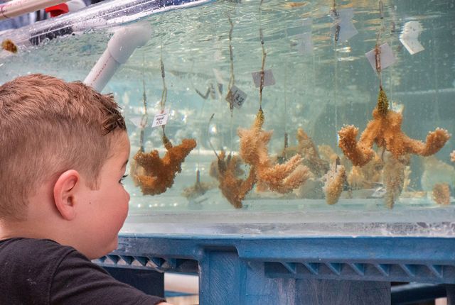 A young visitor to the Plant a Million Corals Restoration Park on Summerland Key observes specimens growing in the organization’s coral nursery tanks. Photo: Matthew Dockery