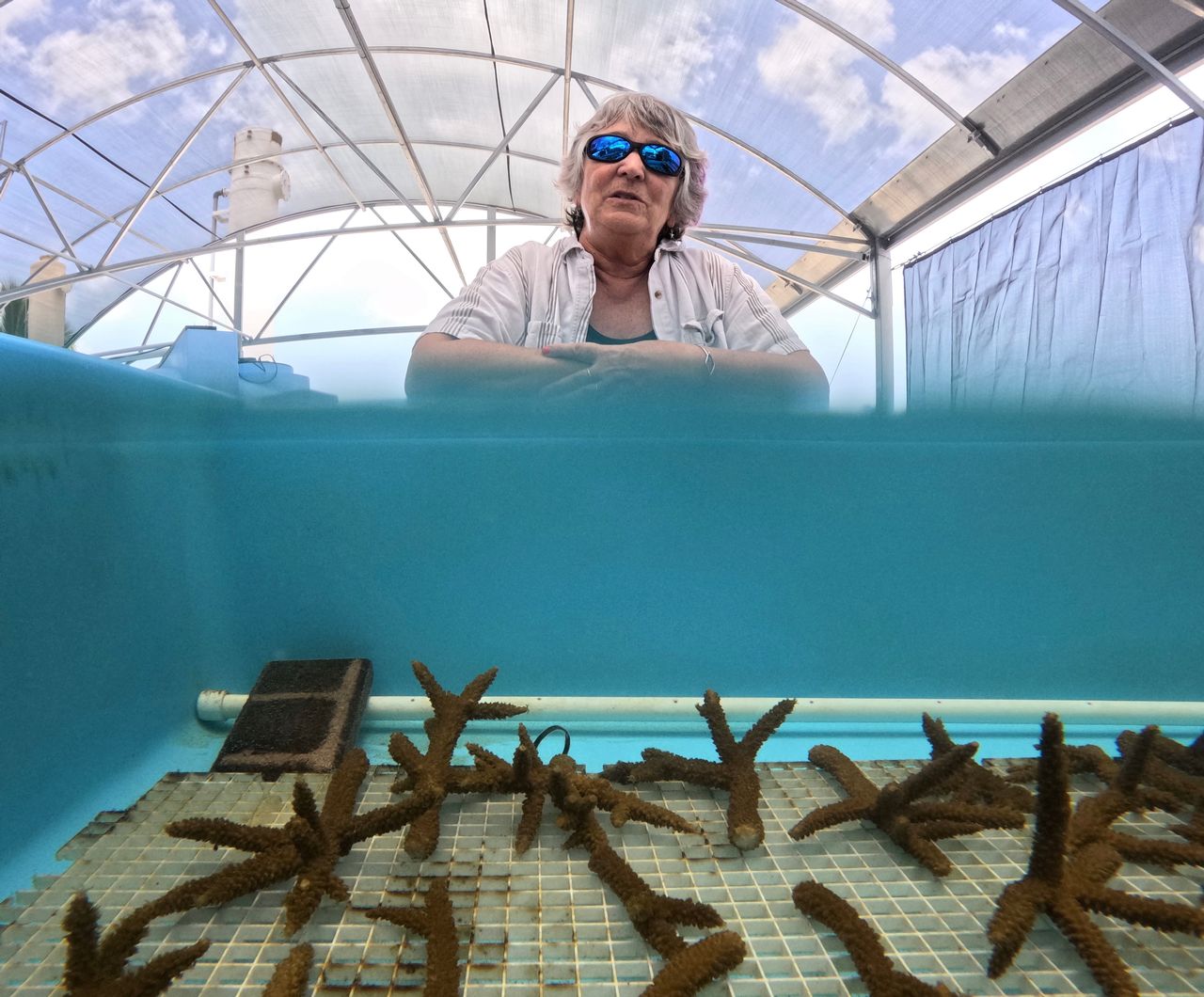 Lewis checks on fragments of staghorn coral rescued from higher-than-normal water temperatures in 2023 and brought to KML for nurturing. Photo: M. Chesney