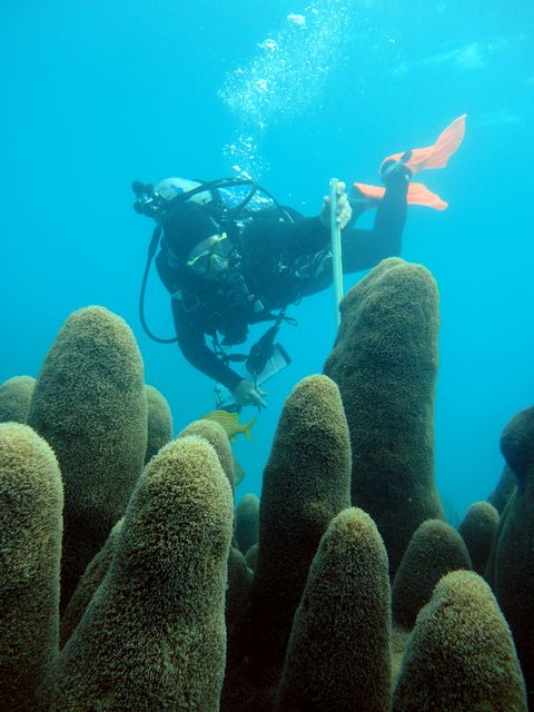 Lewis checks on rare pillar coral at Sombrero Reef. Photo: K. Neely