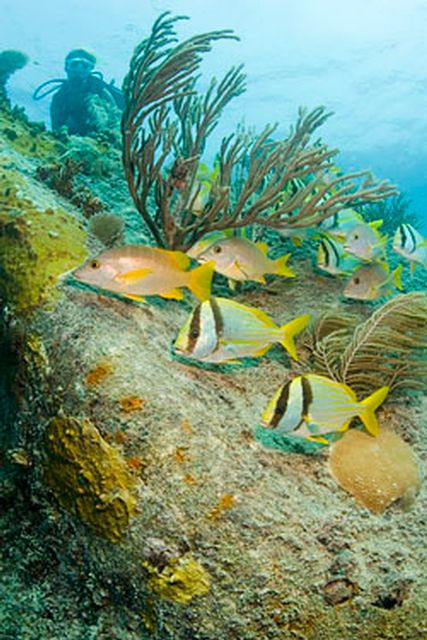The wreck of the Benwood is typically filled with fish and is a good choice for novice divers and snorkelers. Photo: Bob Care