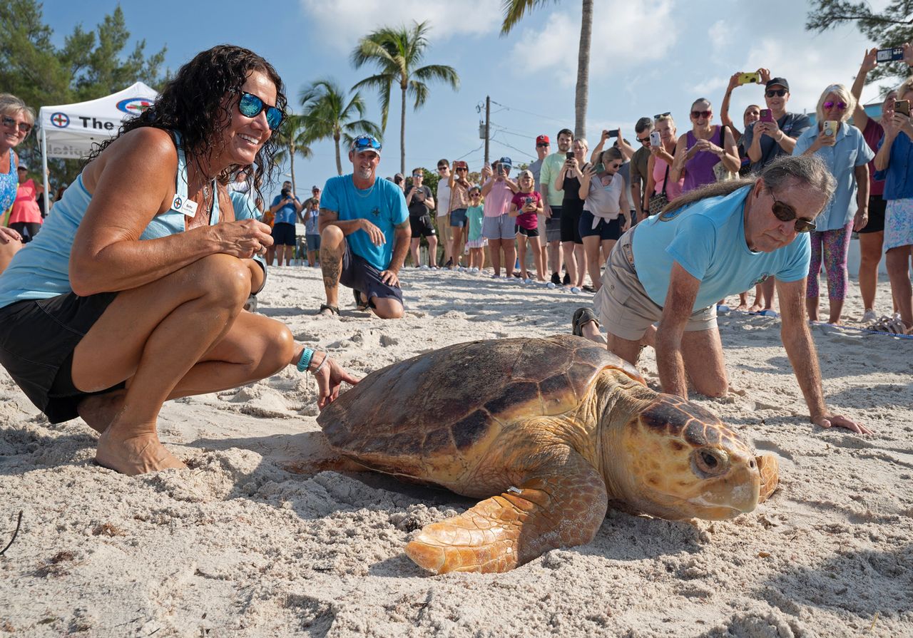 "Tina," a rescued adult loggerhead sea turtle, crawls to the Atlantic Ocean upon her release at Higgs Beach in Key West after rehabilitation at the Turtle Hospital. Photo: Rob O'Neal